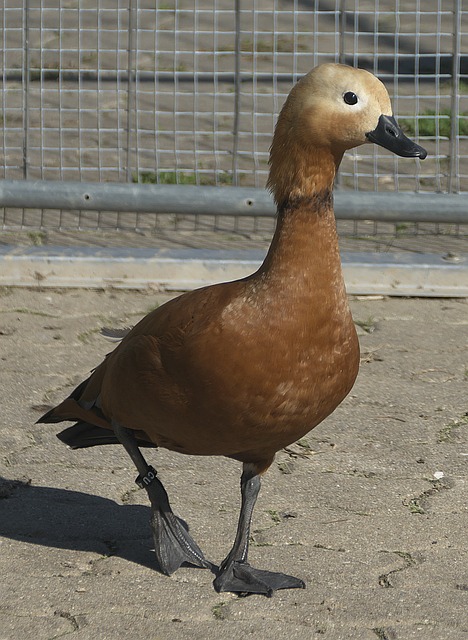 防线